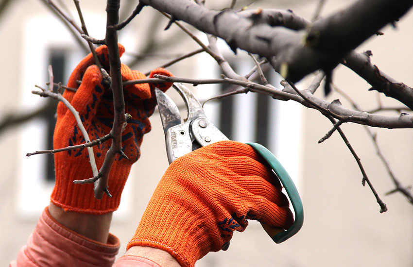 Tree removal services in Fairfield County