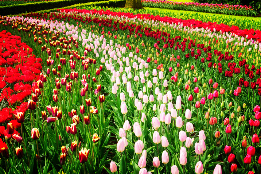 Flower Bed Service