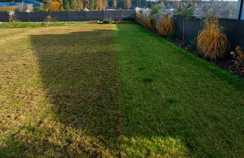 Organic Fertilizer