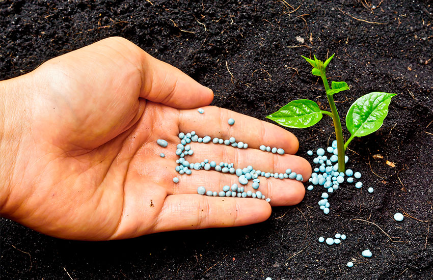 Organic Fertilizer